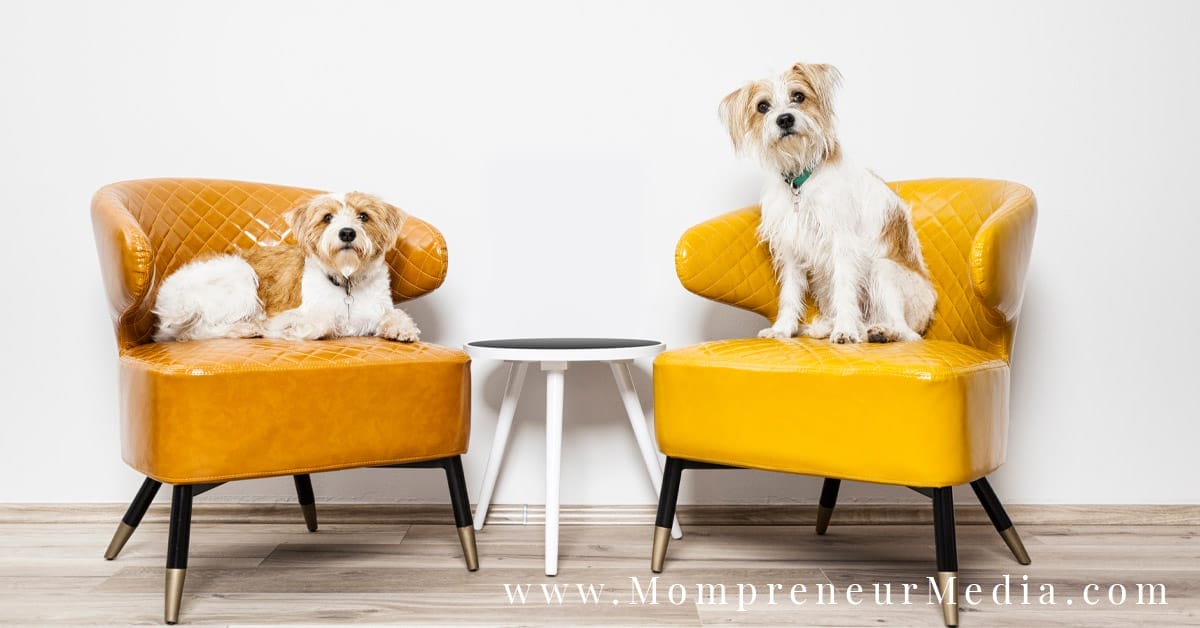 Perseverance: Success Lessons from Two Little Dogs